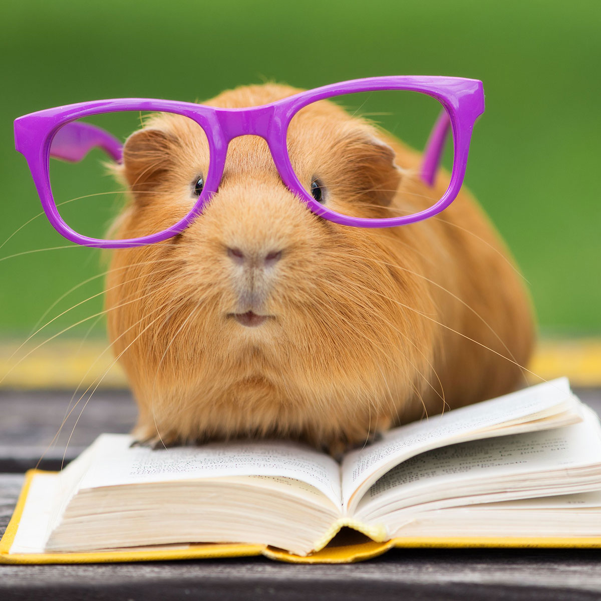 Guinea pig in glasses on top of book