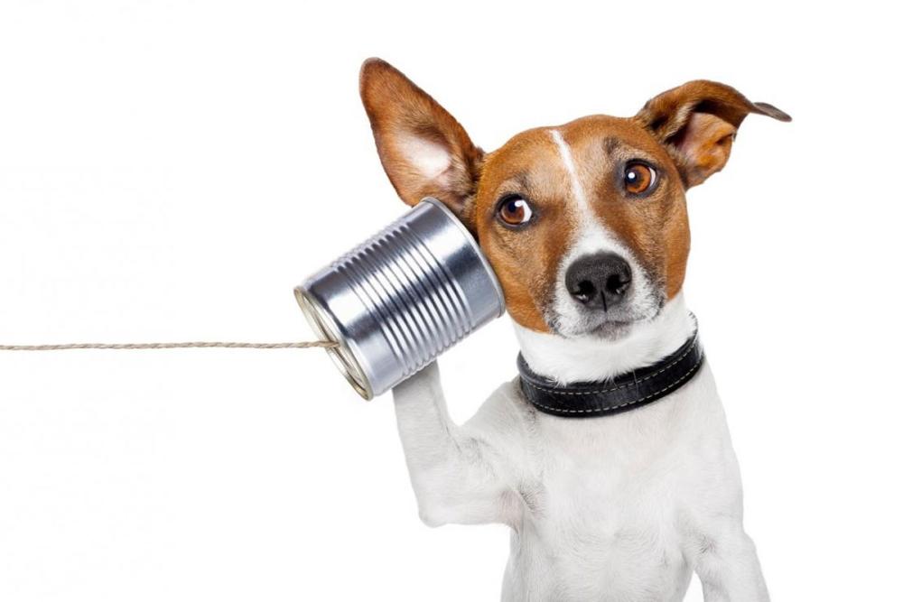Funny photo of small dog listening to a tin can phone