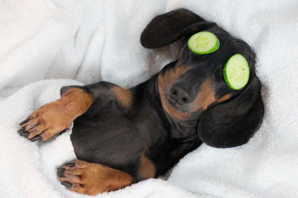 Funny photo of Sausage Dog lieing in bed relaxing with cucumbers over his eyes.
