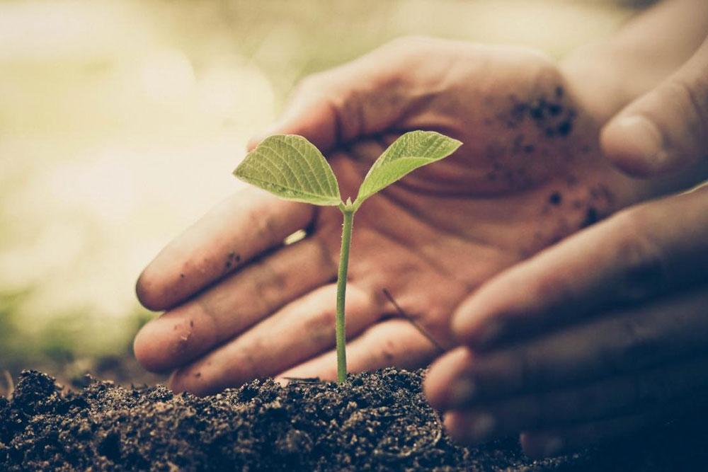 Closeup of hand planting a tiny seedling