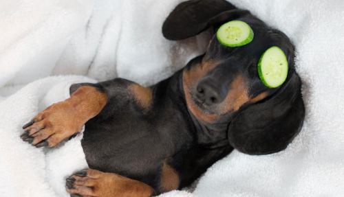 Funny photo of Sausage Dog lieing in bed relaxing with cucumbers over his eyes.