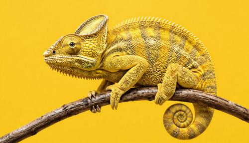 Chameleon on yellow background blending in