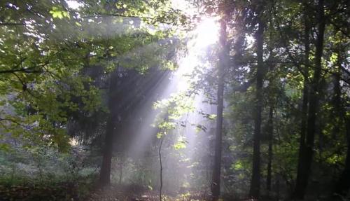 Luscious foresty with sun shining through